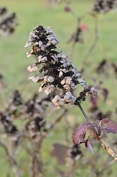 551020 - Oak-leaved hydrangea (Hydrangea quercifolia)