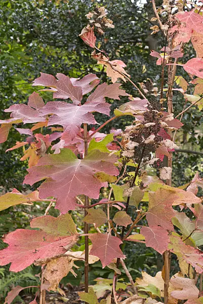 576002 - Oak-leaved hydrangea (Hydrangea quercifolia)