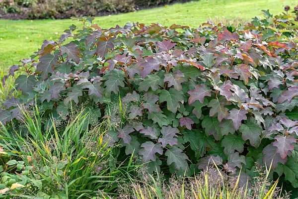 675169 - Oak-leaved hydrangea (Hydrangea quercifolia 'Burgundy')