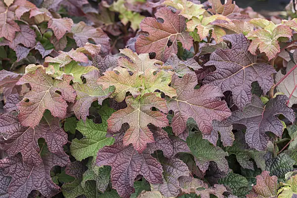 638130 - Oak-leaved hydrangea (Hydrangea quercifolia 'Ruby Slippers')