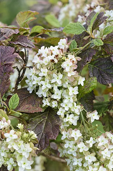535029 - Oak-leaved hydrangea (Hydrangea quercifolia 'Snowflake')