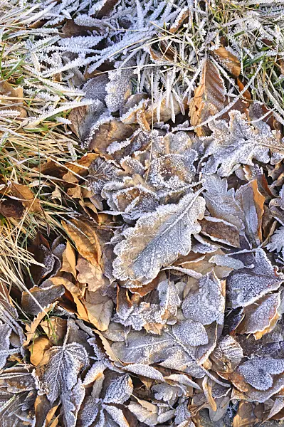467086 - Oak leaves with hoar frost