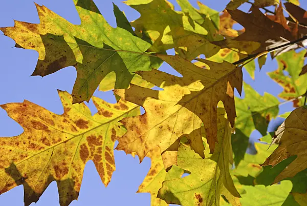 517001 - Oak (Quercus)