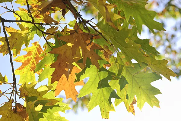 517002 - Oak (Quercus)