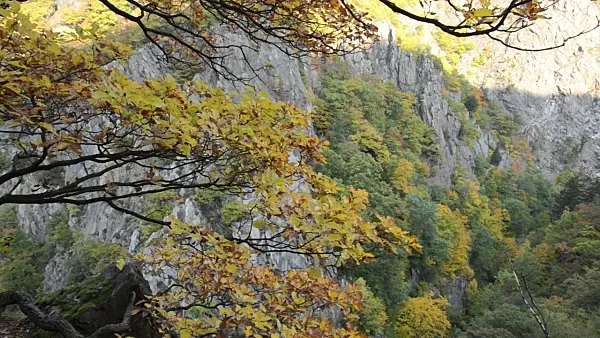501232 - Oak (Quercus), Bode Valley Nature Reserve, Germany