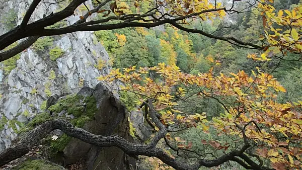 501233 - Oak (Quercus), Bode Valley Nature Reserve, Germany