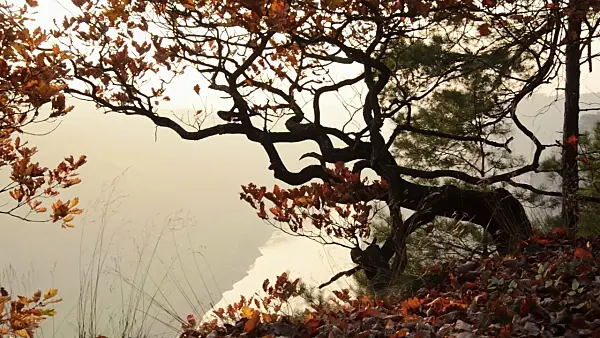 502012 - Oak (Quercus) on Bastei Mountain with Elbe River in the background, Saxon Switzerland National Park, Germany