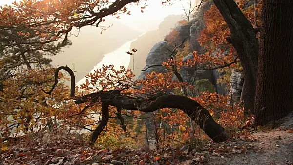 502013 - Oak (Quercus) on Bastei Mountain with Elbe River in the background, Saxon Switzerland National Park, Germany