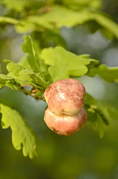 532044 - Oak (Quercus) with galls