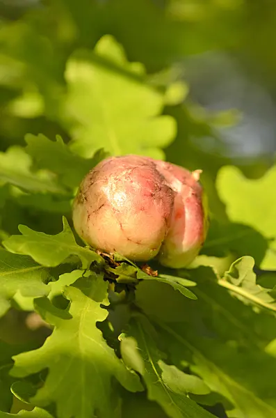 532045 - Oak (Quercus) with galls