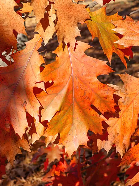 465241 - Oak (Quercus x richteri)