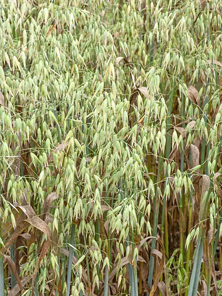 450003 - Oat (Avena sativa)
