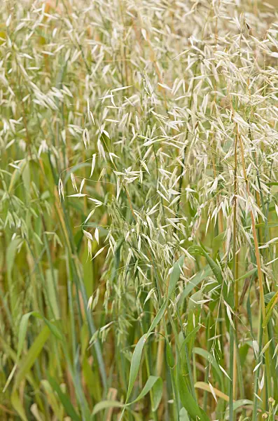 534215 - Oat (Avena sativa)