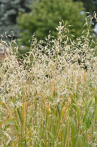 534216 - Oat (Avena sativa)