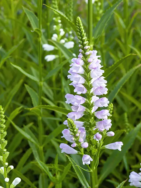 450071 - Obedient plant (Physostegia virginiana)