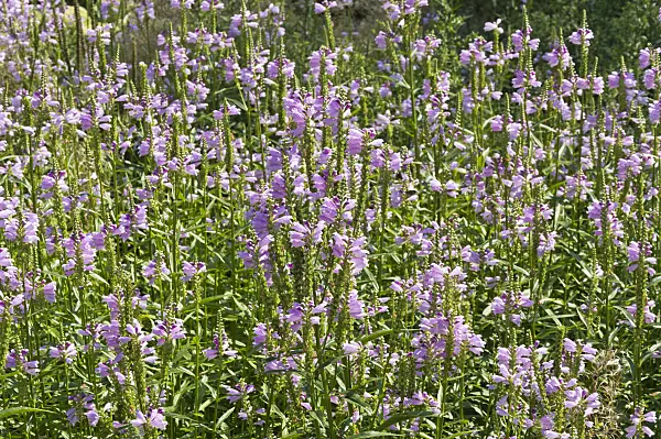 511076 - Obedient plant (Physostegia virginiana)