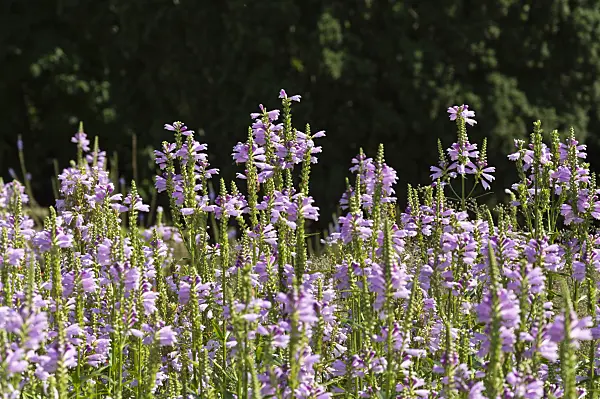 511077 - Obedient plant (Physostegia virginiana)
