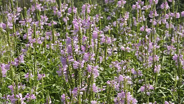 511096 - Obedient plant (Physostegia virginiana)