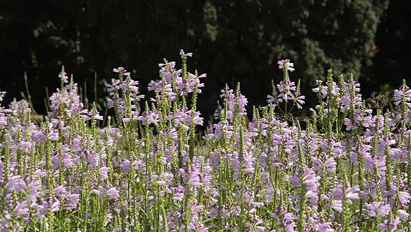 511097 - Obedient plant (Physostegia virginiana)