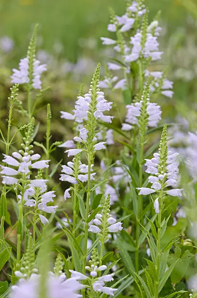 523011 - Obedient plant (Physostegia virginiana)