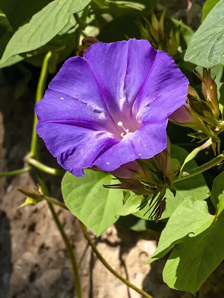 429136 - Ocean blue morning glory (Ipomoea indica)
