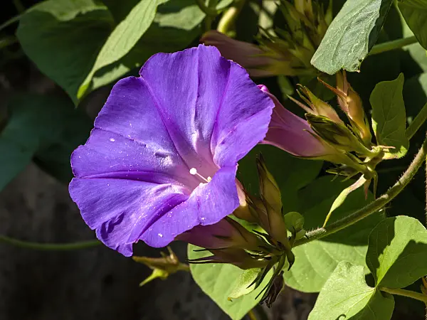 429137 - Ocean blue morning glory (Ipomoea indica)