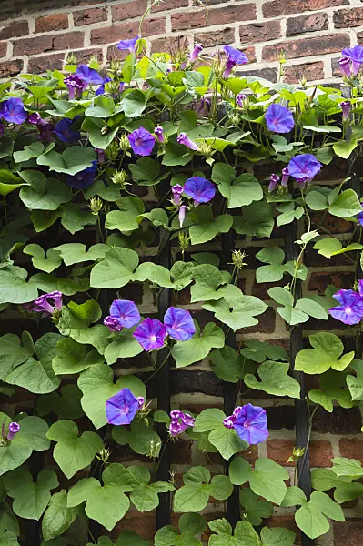 511079 - Ocean blue morning glory (Ipomoea indica)