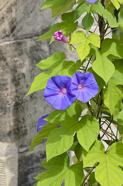 535198 - Ocean blue morning glory (Ipomoea indica)