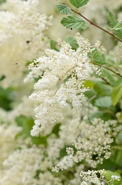 521417 - Ocean spray (Holodiscus discolor var. ariifolius)