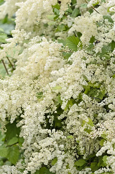 521418 - Ocean spray (Holodiscus discolor var. ariifolius)