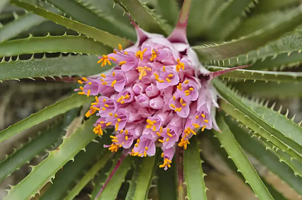 535167 - Ochagavia carnea