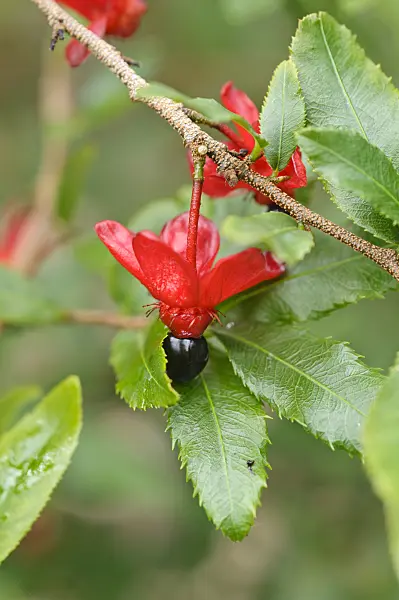 487121 - Ochna serrulata