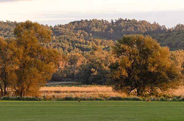 524212 - Oder hills int the evening, Lower Oder Valley National Park, Germany