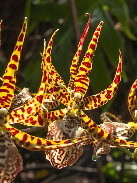 418022 - Odontobrassia