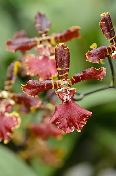 522011 - Odontocidium Wera Stoltz