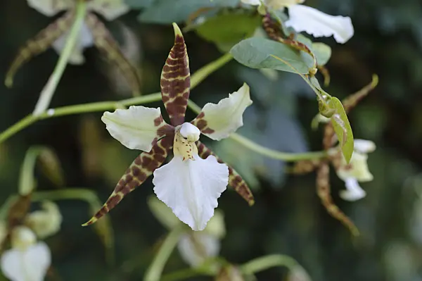470123 - Odontoglossum humeanum