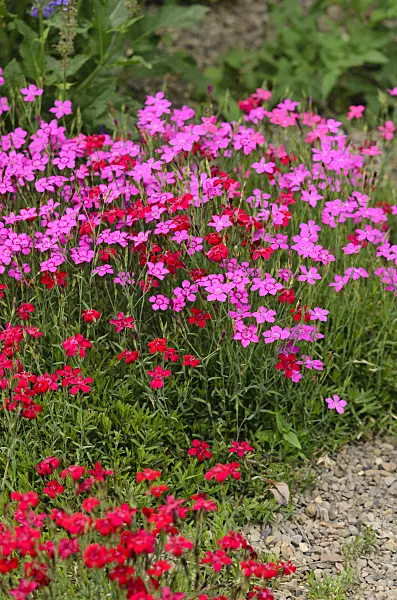 521193 - Œillet à delta (Dianthus deltoides)