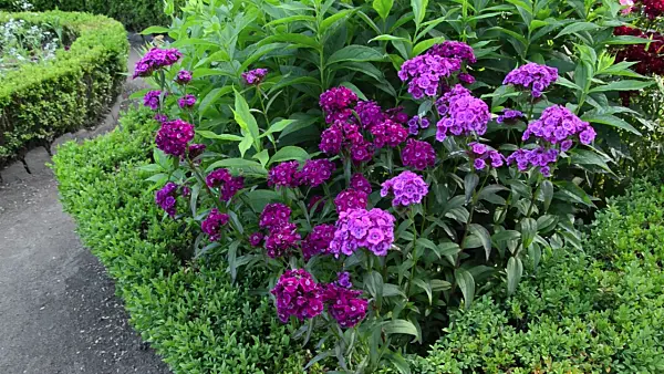 497248 - Œillet de poète (Dianthus barbatus)