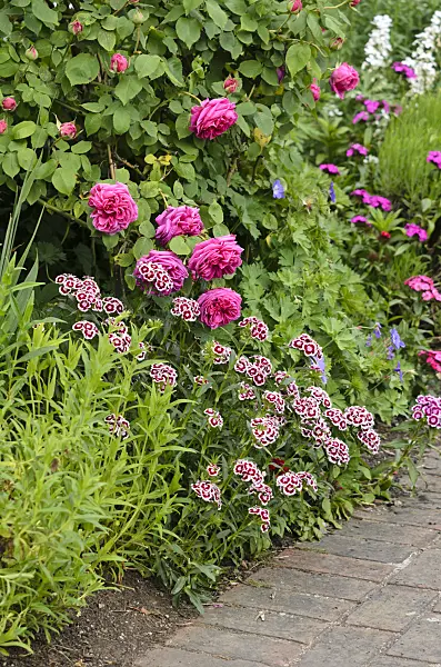 533292 - Œillets de poète (Dianthus barbatus) et rosiers (Rosa)
