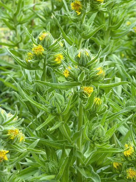 450002 - Ölmadie (Madia sativa)