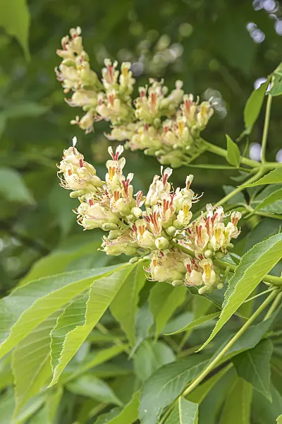 638026 - Ohio buckeye (Aesculus glabra)