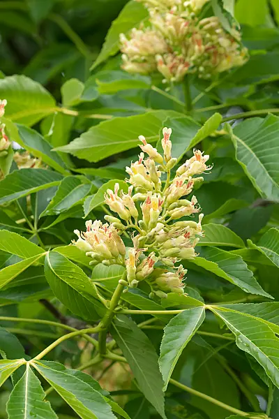 664025 - Ohio buckeye (Aesculus glabra)