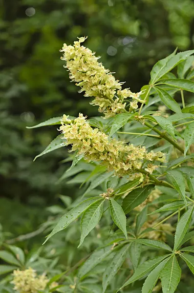533565 - Ohio buckeye (Aesculus glabra var. arguta)
