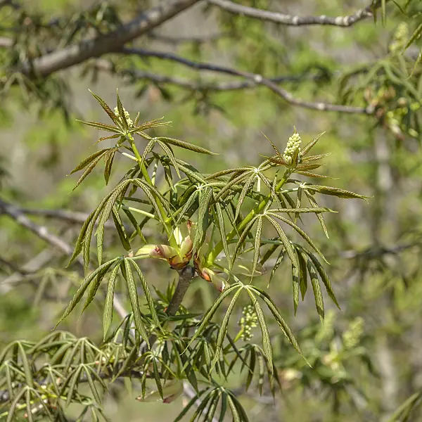 575009 - Ohio buckeye (Aesculus glabra var. glabra)