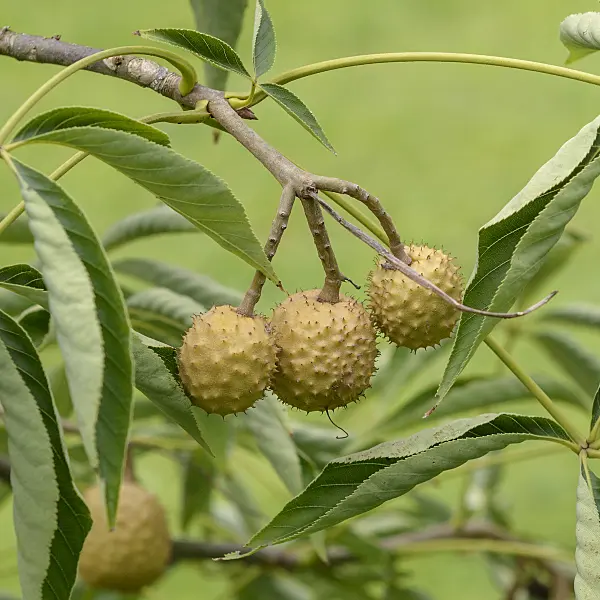 575010 - Ohio buckeye (Aesculus glabra var. glabra)