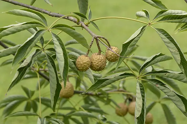 575011 - Ohio buckeye (Aesculus glabra var. glabra)