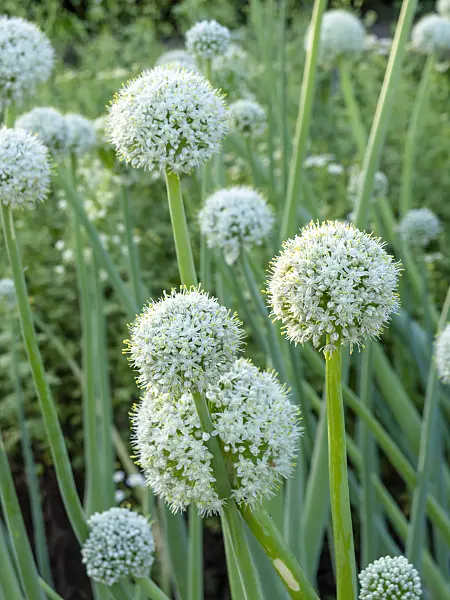 449028 - Oignon (Allium cepa)