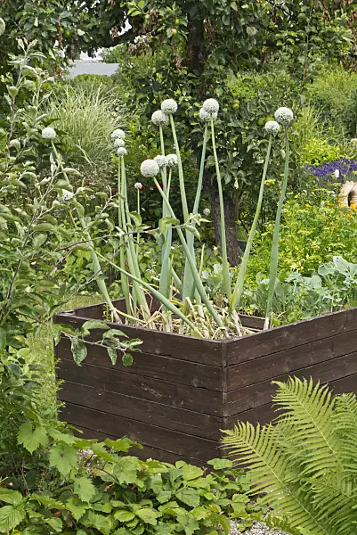 534267 - Oignon (Allium cepa) dans un potager surélevé