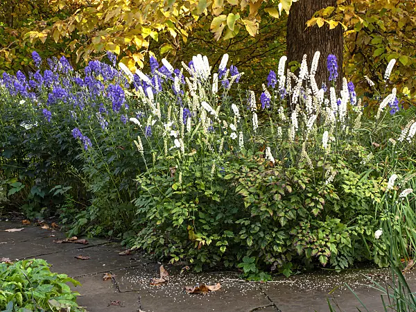 465201 - Oktober-Silberkerze (Cimicifuga simplex syn. Actaea simplex) und Chinesischer Eisenhut (Aconitum carmichaelii 'Arendsii' syn. Aconitum arendsii)