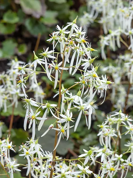 442119 - Oktober-Steinbrech (Saxifraga cortusifolia)
